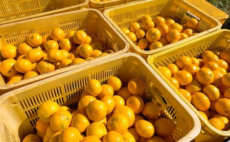 みかん えなみ農園の早生みかん 5kg 果物類 柑橘類 みかん