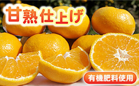 【2026年10月下旬以降発送】小玉太良みかん！計3kg（2.6kg＋傷み保証分400g） / みかん / 佐賀県 [41ATBT008]