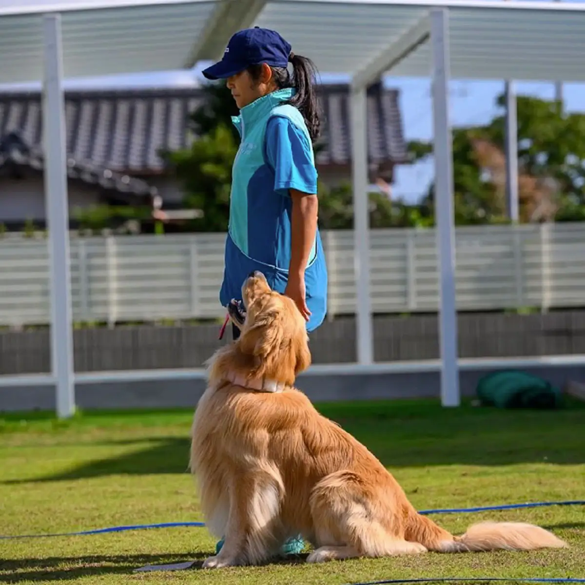 ドックスポーツ プライベートレッスン券（４回/１時間×４回） ふるさと納税 ドッグスポーツ 利用券 チケット 犬 イヌ 千葉県 白子町 送料無料 SHAI002