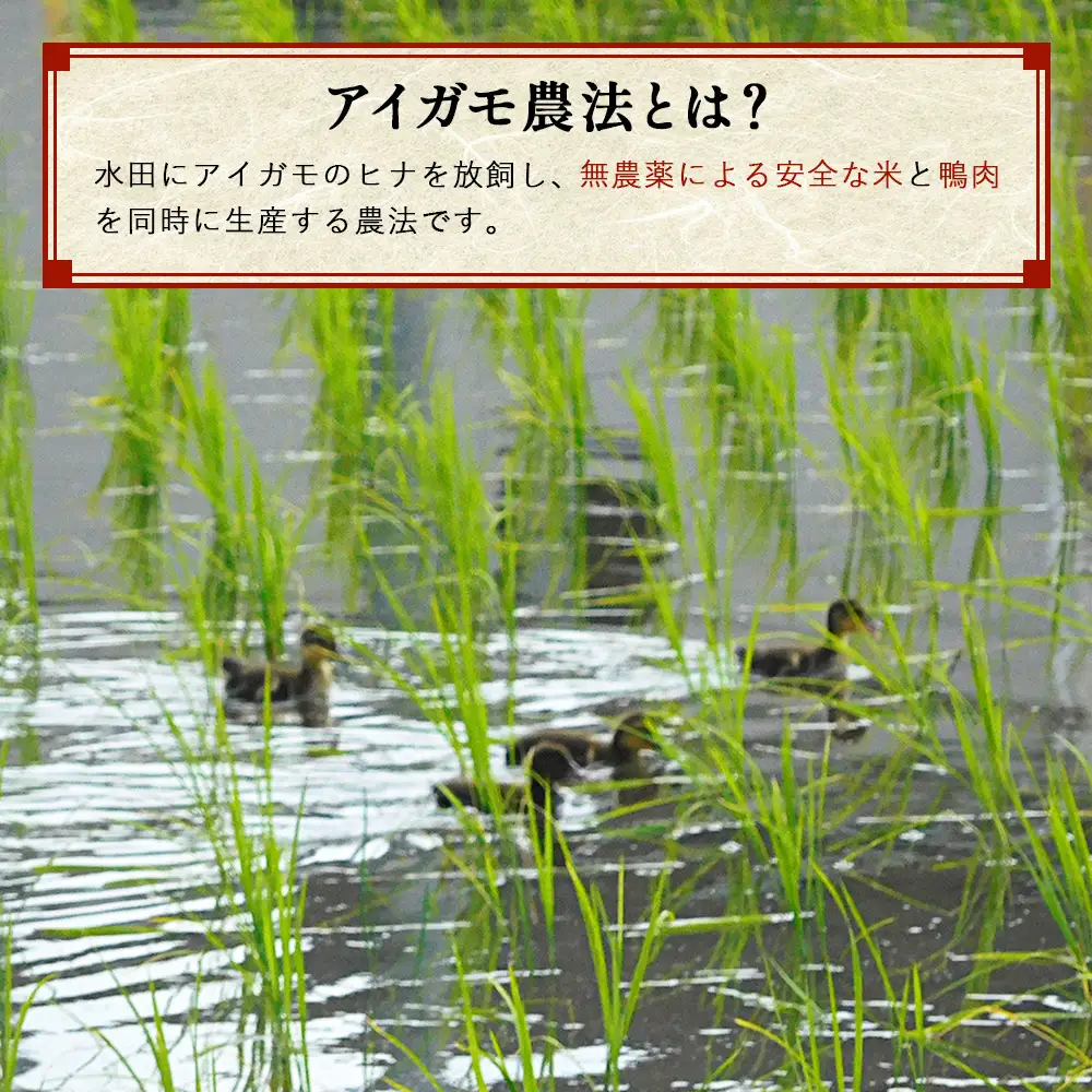 【アイガモ農法のお米】ガバレ農場「彩のきずな」5kg　玄米　精米歩合指定OK No.096