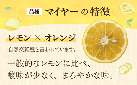 【先行予約】日本海で育ったうちうらレモン「マイヤー2.5kg」皮まで丸ごと食べられます！【11月中旬ごろ順次発送】