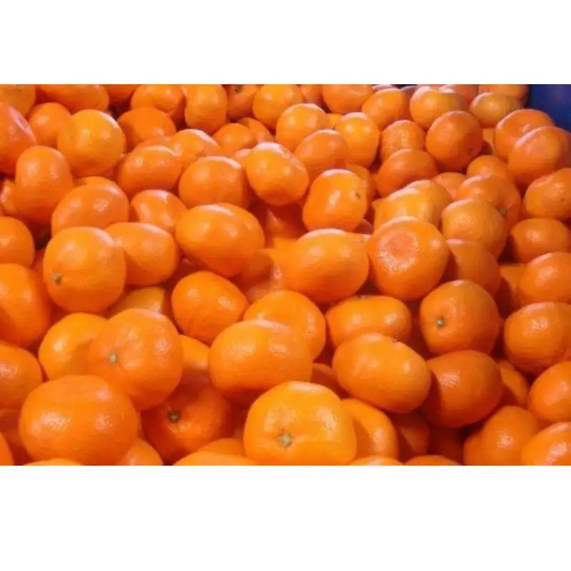【農家直送】有田みかん  大玉3L以上 約7.5kg 有機質肥料100% ※2026年11月～12月に順次発送予定(お届け日指定不可)【nuk158D】