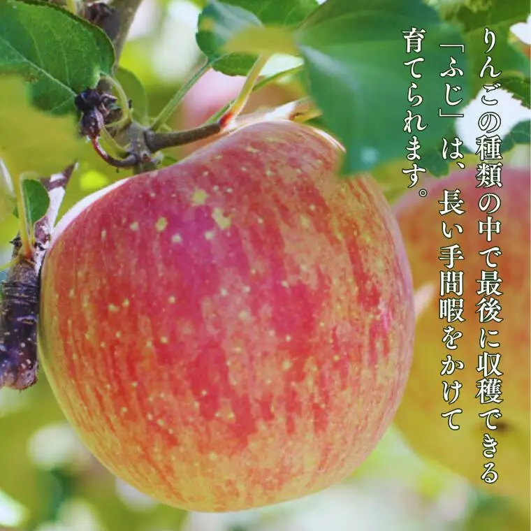 MS15 りんご サンふじ（長野県産秀品） 約5kg / 2026年11月下旬～12月中旬頃 配送予定//長野県 南信州 さんふじ サンフジ ふじりんご リンゴ 林檎 贈答 ふじ