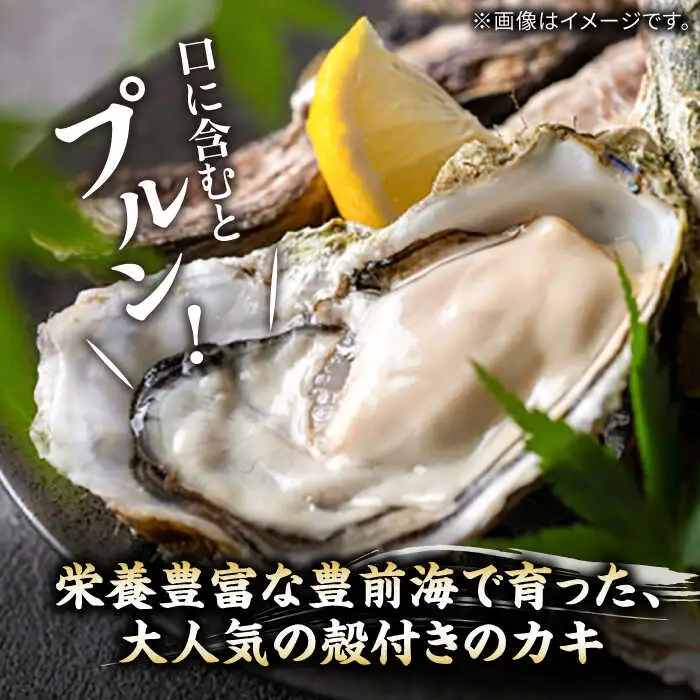 【先行予約】豊前海一粒牡蠣 3kg 牡蠣 VAG007