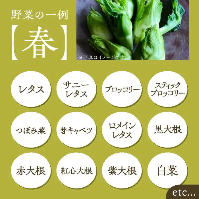 旬の新鮮野菜セット VBE002 野菜 詰め合わせ