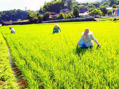 左近太郎精米「負け知らず」（ヒノヒカリ）　６ｋｇ