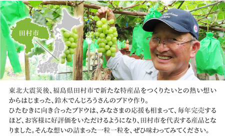 ＼ 先行予約 2026年発送 ／ ゴルビー 約1kg 冷蔵 種無し 種なし シャインマスカット ブドウ ぶどう 品種 果物 甘い 巨峰 美味しい 希少 人気 ランキング おすすめ 家庭用 福島県 田村市  鈴木農園 でんじろうさん 