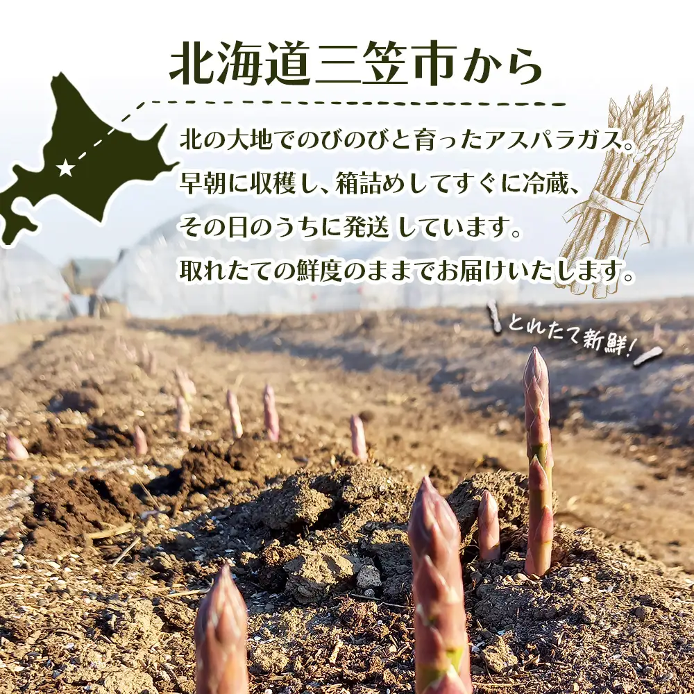 【先行受付】のみやまファームのグリーンアスパラガス（Ｍ～２L以上）1kg【05004】