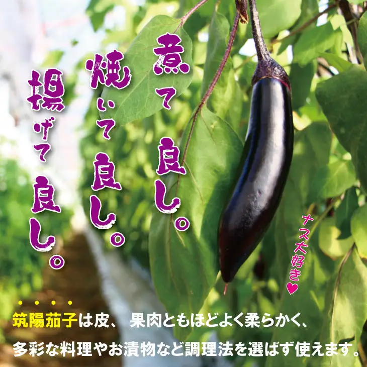 【先行予約】小城市産 筑陽ナス 3kg 朝採れ 新鮮 ハウス栽培 茄子 A080-041