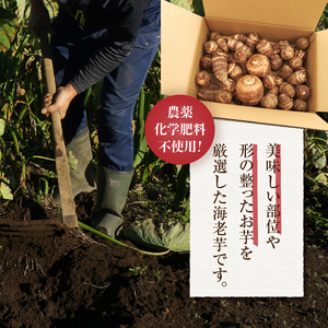 【2026年先行予約】◆◆2026年度収穫分◆◆ 「農家 農天氣がおくる」山梨県上野原市産 海老芋 約4kg