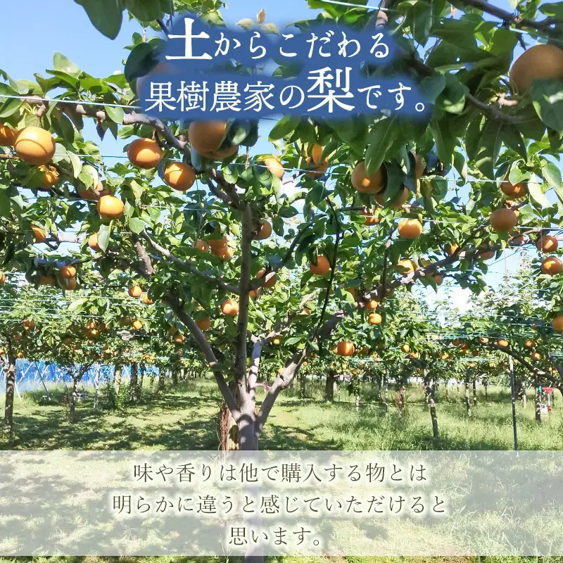 【令和8年産 先行予約】家庭用　幸水梨 3kg　(6～10玉)　マルタ農園