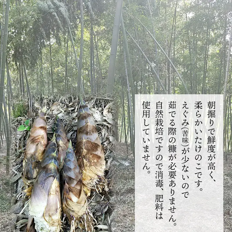 【令和9年産】筍 自然栽培 谷定孟宗（タケノコ）2kg 山形県鶴岡市産 マルタ農園