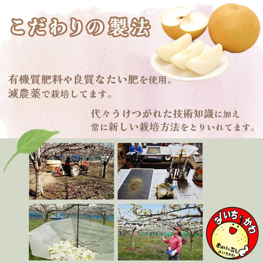 市川の梨　かおり3キロ(４～６個入り） 【12203-0200】