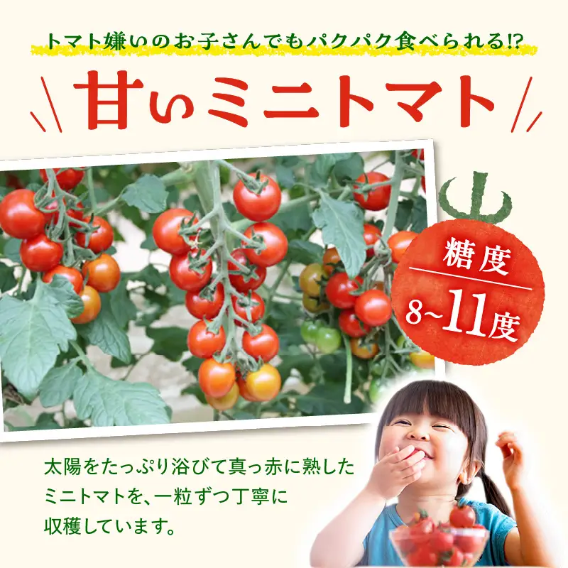 【先行予約】≪2027年1月より順次発送≫農園直送 つぶより ミニトマト 3kg入り