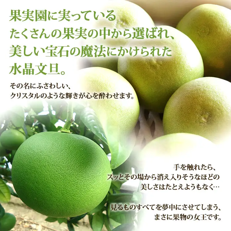 【9月中旬発送開始】水晶文旦 3kg 文旦 先行受付 ku-0056
