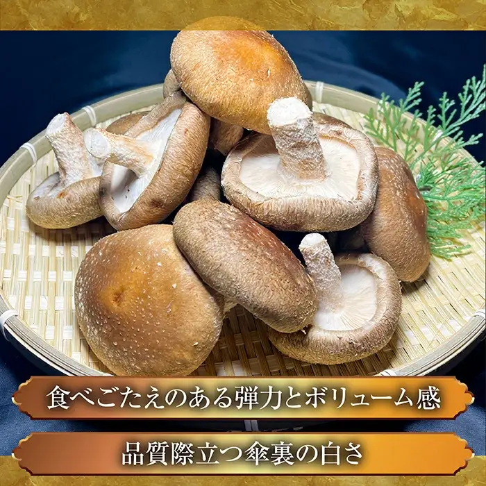 じょうとうじい茸3袋セット【しいたけ 椎茸 城東化成 乾燥しいたけ 干ししいたけ スライス きのこ セット 国産 おかず 炒め物 和え物 おつゆ 汁物 安全 美味しい 料理 島根県 安来市】