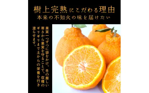 【贈答用化粧箱入】 不知火 樹上完熟 約2kg （5～8個入）※2027年2月下旬頃から3月下旬頃に順次発送【KG10】【kgr014】