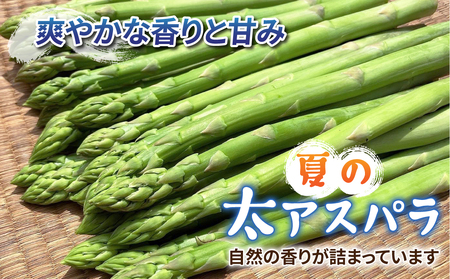【先行受付2026年発送】農家直送！新鮮！夏獲れ太（L～2L）アスパラ約1.5kg（およそ35～50本）｜のららぼ農園　※2026年7月上旬～9月中旬発送予定