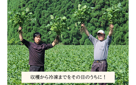 《大容量10kg》宮崎県産えだまめ [業務用 茶豆風 枝豆 冷凍野菜 ストック食材] TF0576-P00019 [TF576]