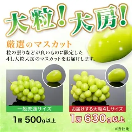 2026年先行予約　9月上旬～10月下旬発送JA中野市大粒 大房シャインマスカット2房1.3kg以上【配送不可地域：離島】【1459211】