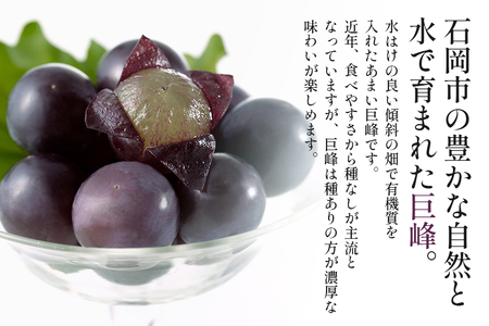 【数量限定・先行予約】 巨峰 約1.5kg（種あり） 《8月20日～9月30日発送予定》 ぶどう ブドウ 葡萄 果物 くだもの フルーツ（石岡市 小美玉市 共通返礼品）67-E