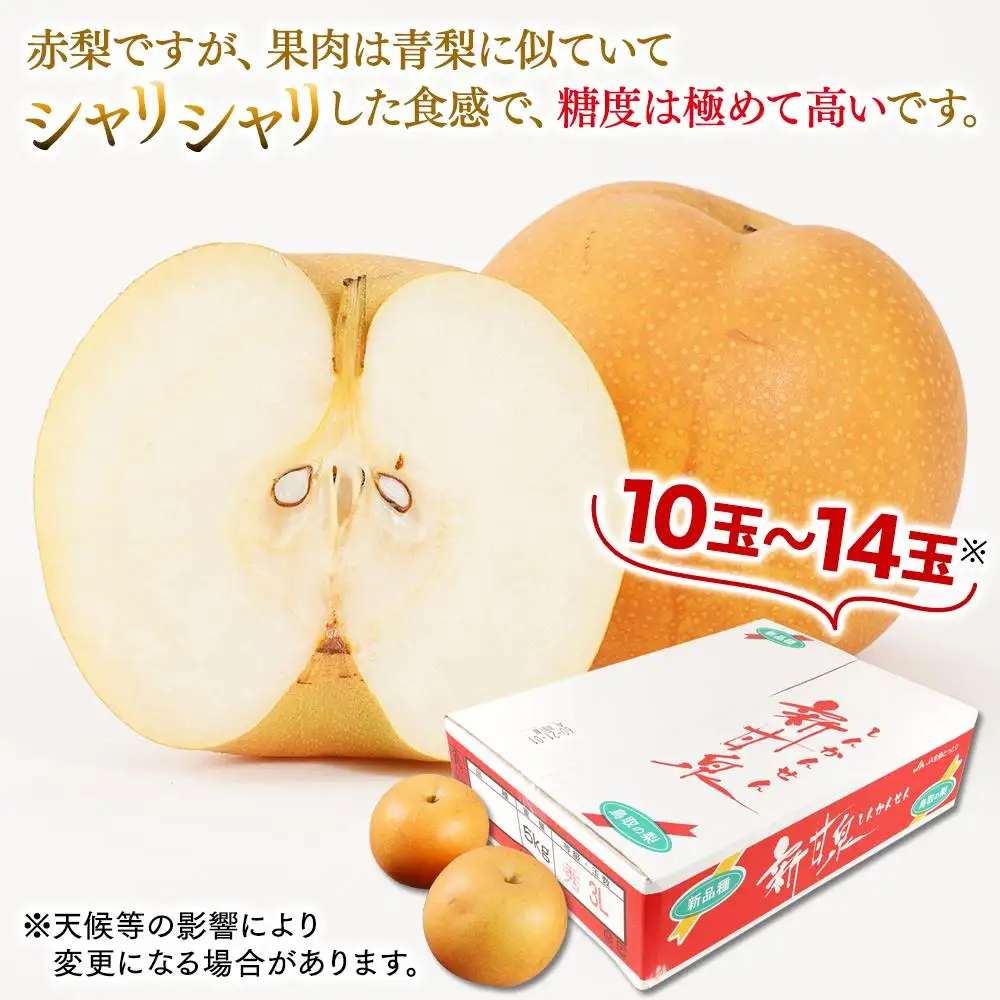 梨 新甘泉梨 5kg ( 5kg × 1箱 )