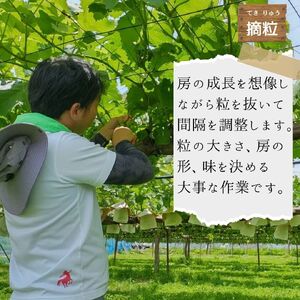 朝採れ厳選ナガノパープル　1.5kg(3～4房)