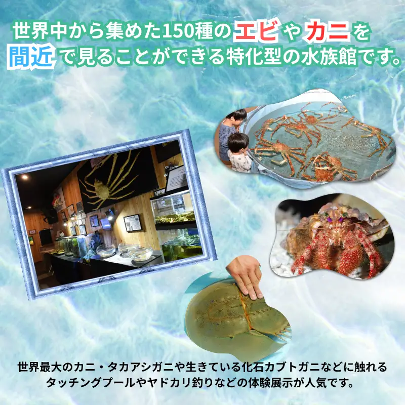＼たくさんの生物と触れ合える♪／　エビとカニの水族館 ペアチケット【ebk001】