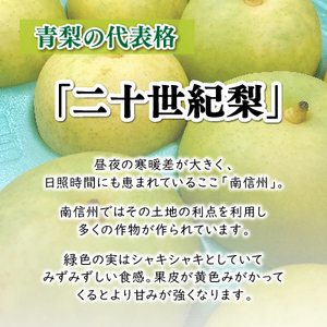 9月中旬より順次発送予定！【長野県高森町】青梨の銘品!! 二十世紀梨 5kg