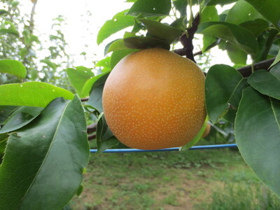 豊水約5kg（8～14個入り） 【茨城県産】