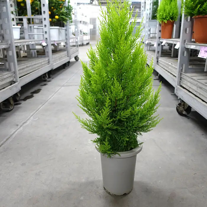 クリスマスツリーにぴったり ゴールドクレスト 6～7号鉢 コニファー 鉢植え No.045