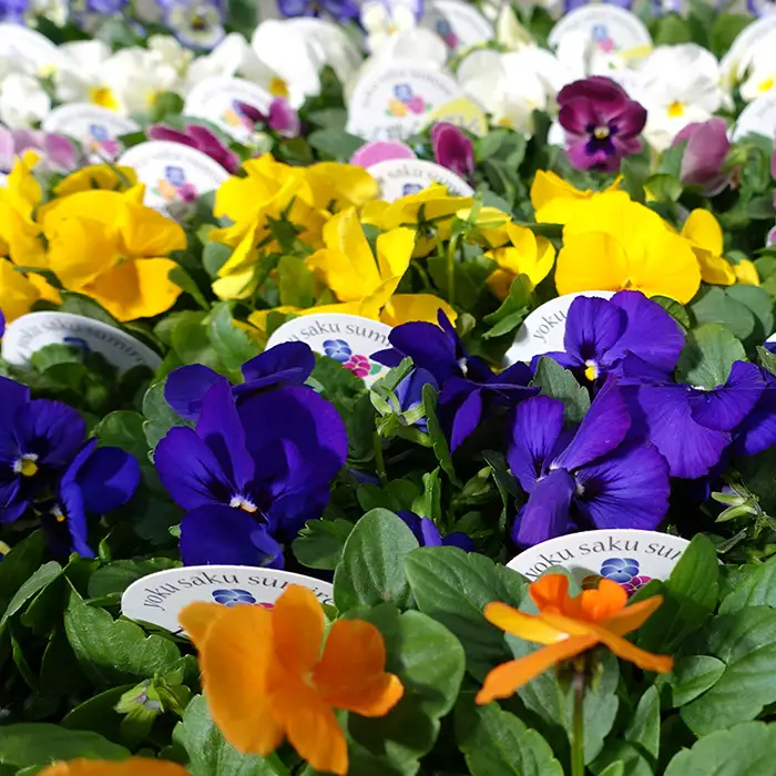 季節の花苗 パンジー～よく咲くスミレ～ 24個セット 色はミックス おまかせ 送料無料 ／ 花苗 セット お花 植物 花壇 秋 冬 春 ガーデニング 初心者向け 寄せ植え 地植え 庭 パンジー おしゃれ かわいい 誕生日 季節 元気 鴻巣市 パンジーハウス No.102