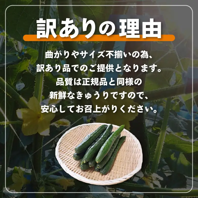 【先行予約】【訳あり】期間限定 太陽の光サンサンと浴びた「SunSun きゅうり」 1kg以上【2026年7月上旬以降順次発送】【胡瓜 野菜 漬物】】 [e35-a055]