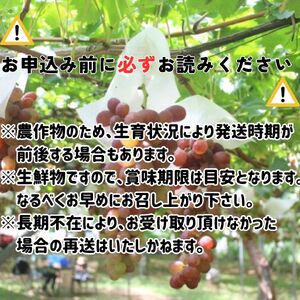 【南信州高森産】クイーンルージュTM１.2㎏＜2026年9月中旬より発送＞