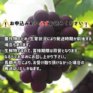 【南信州高森産】ピオーネ約2kg〈2026年9月中旬より発送〉
