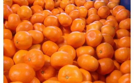 有田みかん 約7.5kg 大玉3L以上 有機質肥料100% ※2026年11月～12月に順次発送予定(お届け日指定不可) / みかん ミカン 温州みかん 柑橘 有田 和歌山 産地直送【nuk158D】