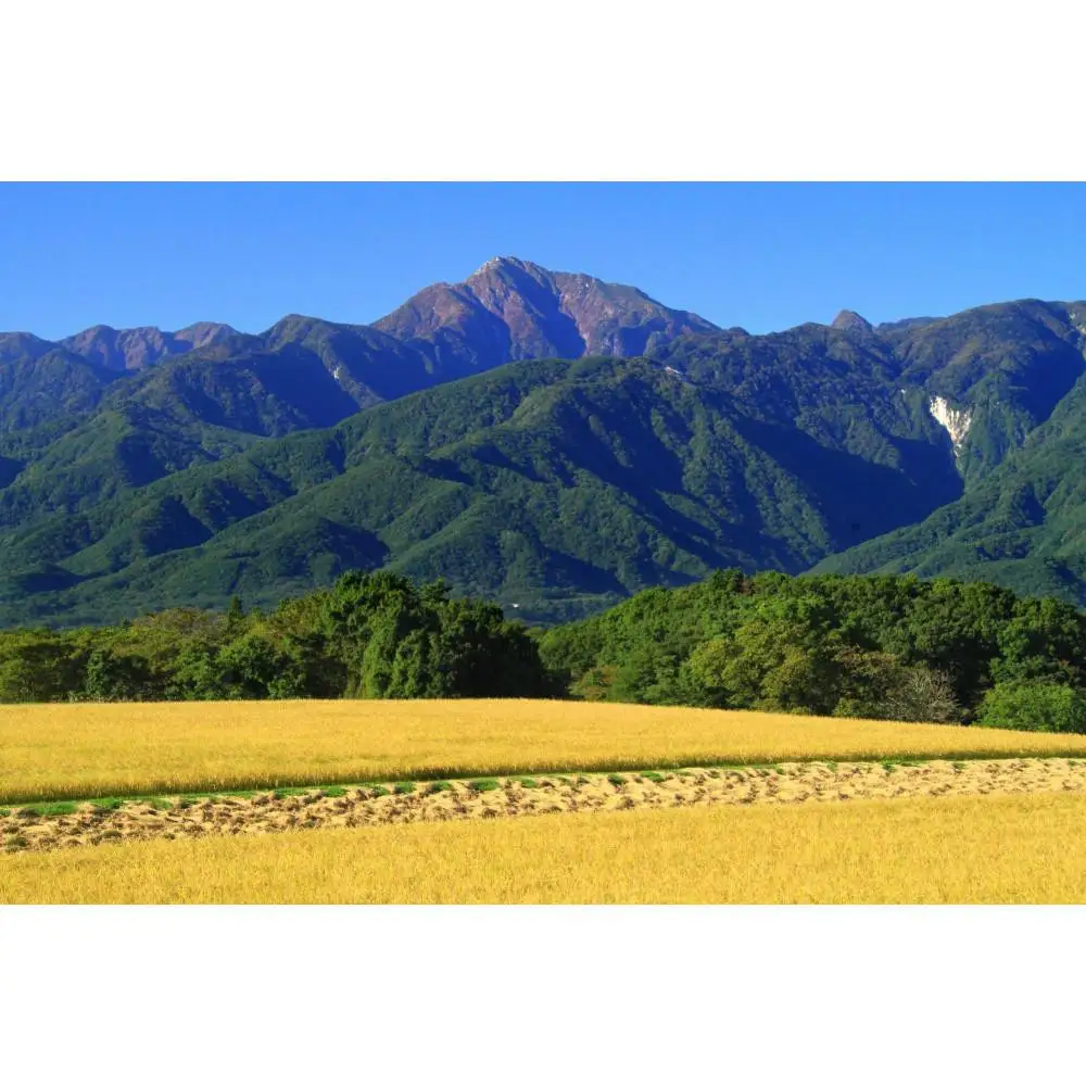 【令和7年産】山梨県北杜市産白州米コシヒカリ（白米）10kg 