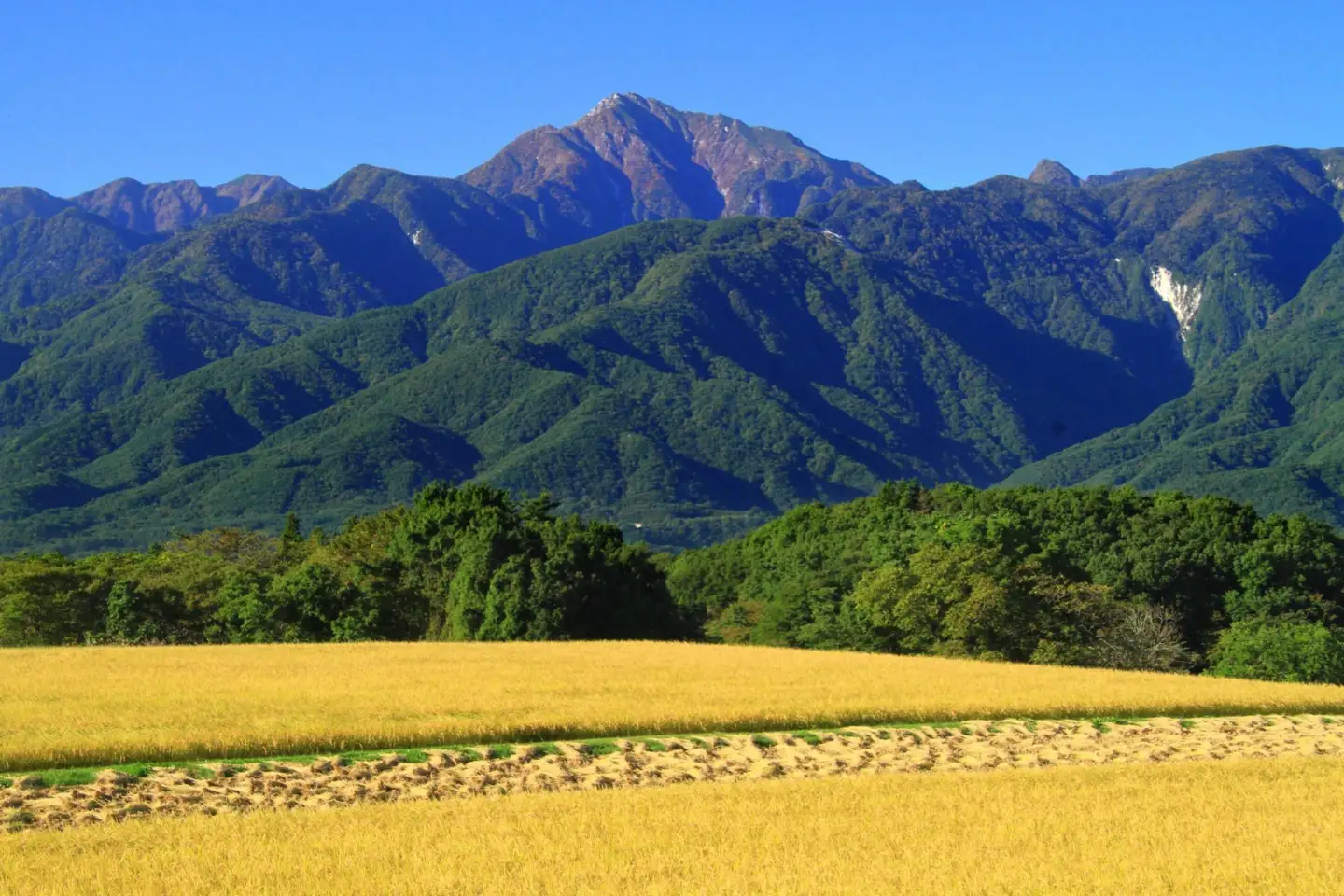 【令和7年産】「幻の米」山梨県北杜市産白州よんぱち米（白米）10kg