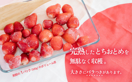 いちご 冷凍 訳あり 1.5kg いちご