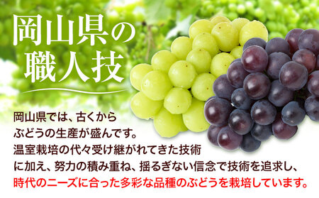つる付きニューピオーネ 2房【配送不可地域あり】