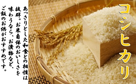 【令和７新米  先行予約】コシヒカリ10kg（5kg×2袋）