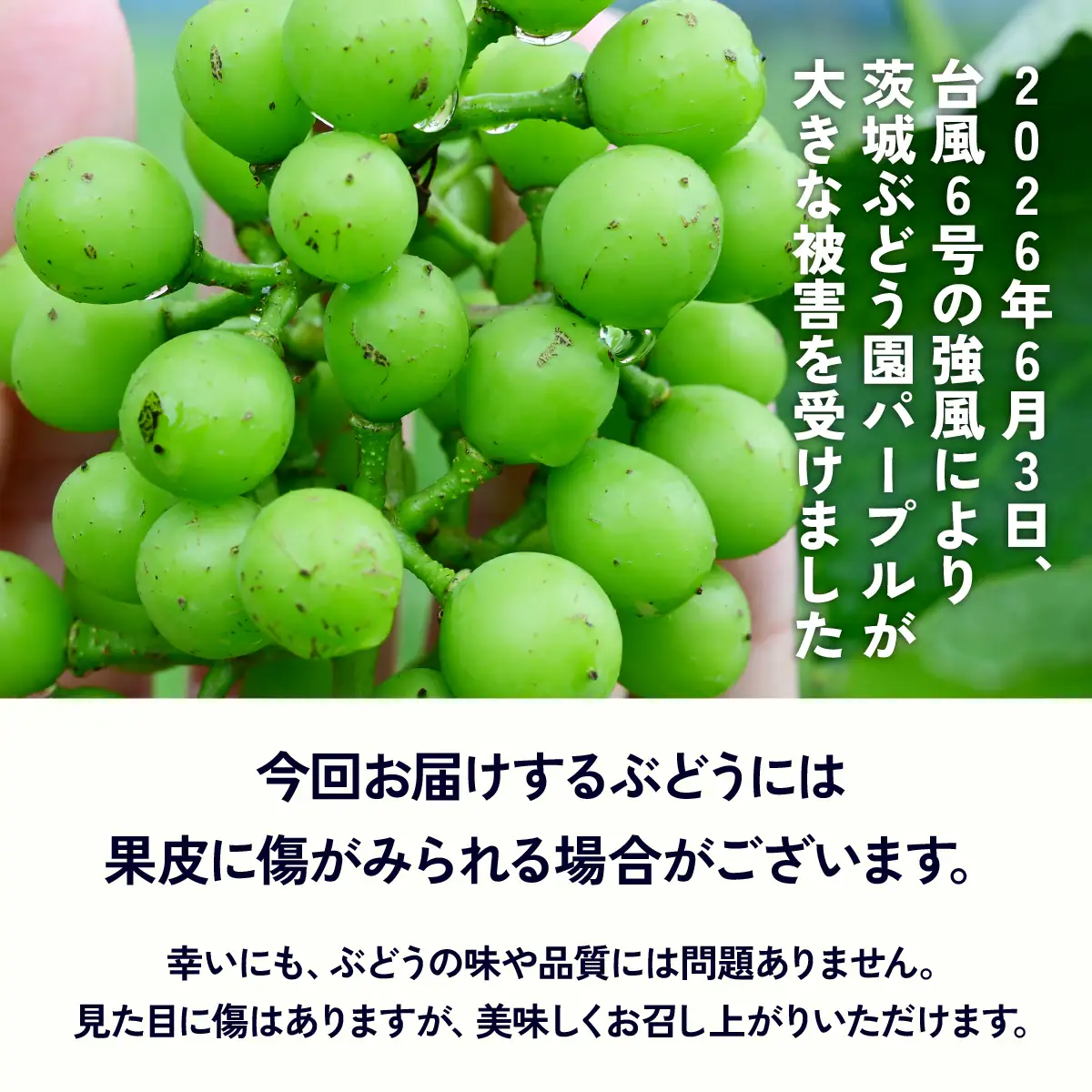 ぶどう 巨峰 種なし 4房 農家支援 災害支援  ぶどう