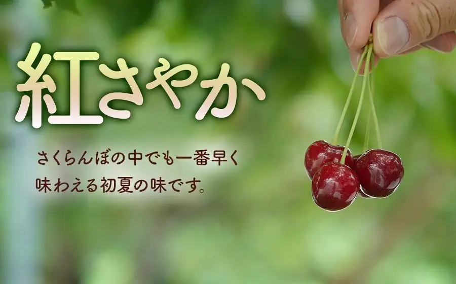 【令和9年産】 さくらんぼ 紅さやか バラ詰め 1kg（500g×2パック） 山形県鶴岡産 くにちゃん農園 K-956 
