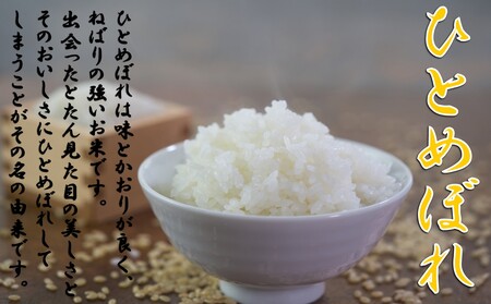 【令和７年新米 先行予約】ひとめぼれ5kg