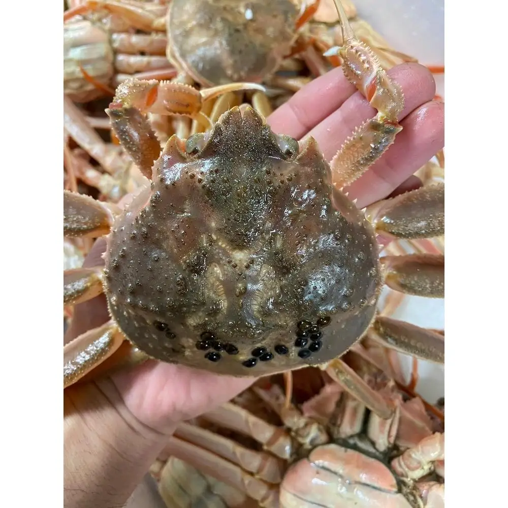 極上の海の恵みを直送でお届け！贅沢な味わいのズワイガニ（1.2kg～1.5kg×1杯）（特大）ボイル