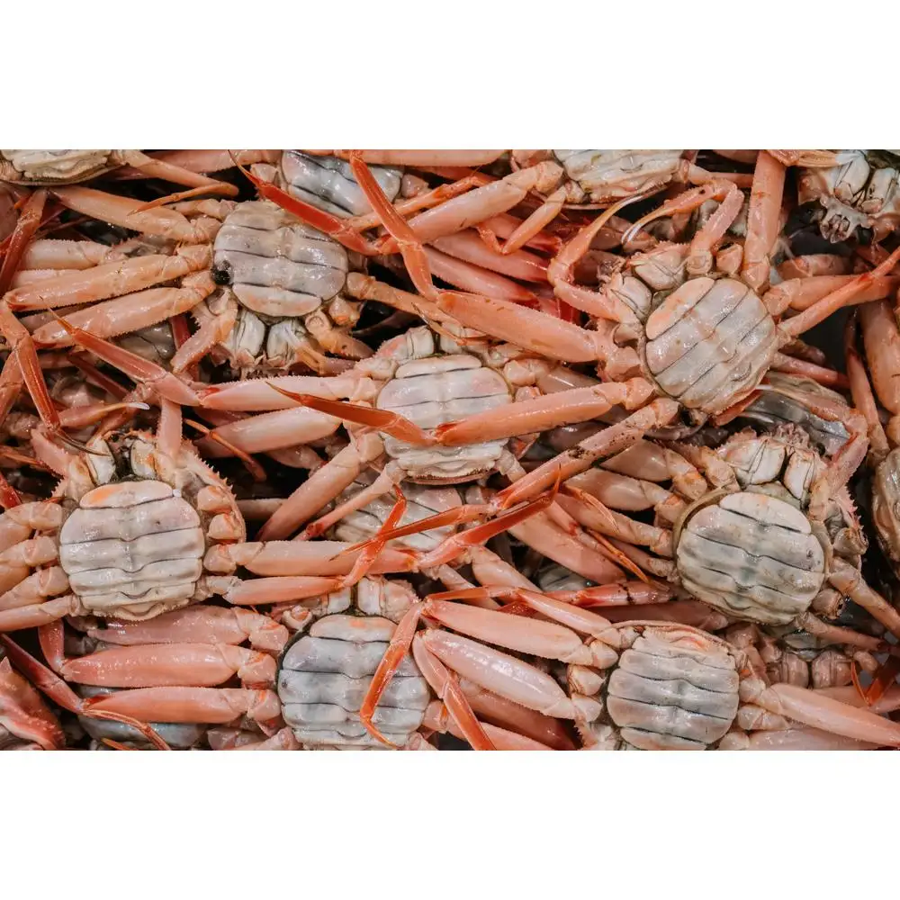 海から直接、あなたの食卓へ。 新鮮さが自慢の香箱ガニ（180〜200g×3杯）（特大）ボイル