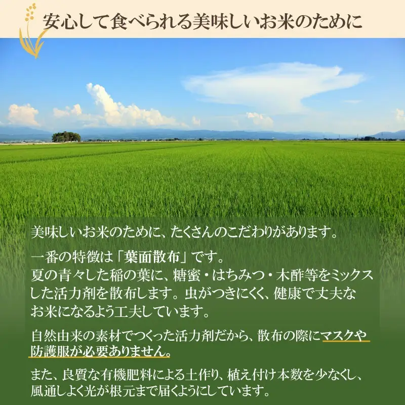 【令和7年産】 井上農場の特別栽培米 つや姫 無洗米 6kg（2㎏×3袋）　K-756　山形県鶴岡市