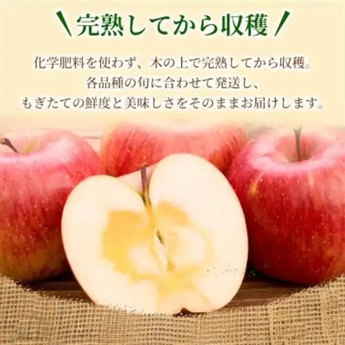 【訳あり】りんご 「葉取らずふじ」 約3kg (約(9～12個入り) 青森市 産地直送_果物・フルーツ りんご  リンゴ 林檎_【配送不可地域：離島】【1496471】