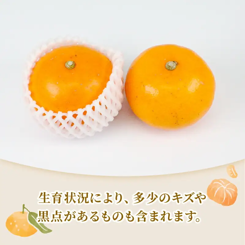 せとか 2 ~ 3kg 贈答用 矢野青果 せとか B012-171022