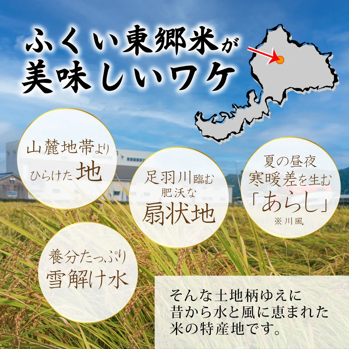 【先行予約】【白米】【定期便6ヶ月連続】令和8年産 新米 ふくい東郷米 特別栽培米 農薬70％減 コシヒカリ 6kg(3kg×2袋)×6ヶ月 合計36kg[J-020023_01]